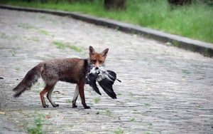 Le renard roux