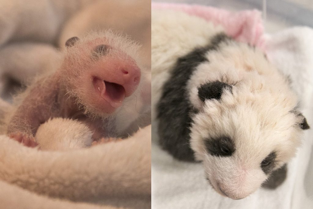 Le panda géant