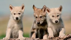Les loups