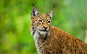 Le lynx