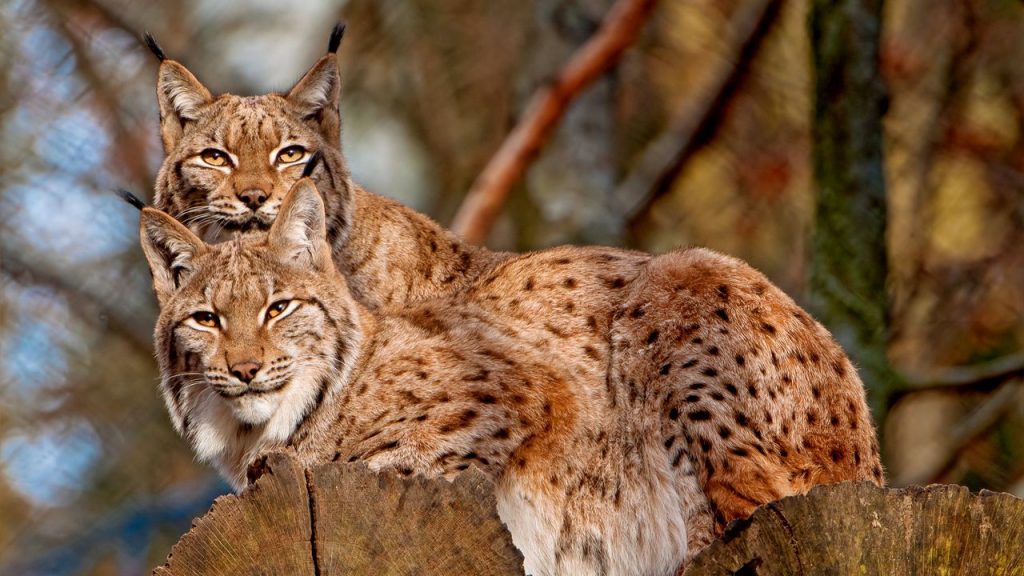 Le lynx