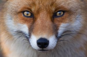 Le renard roux