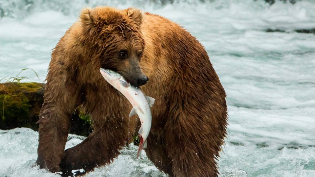 L'ours brun